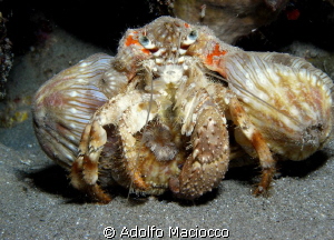 Hermit Crab with anemones
Night dive @ Naama Bay by Adolfo Maciocco 